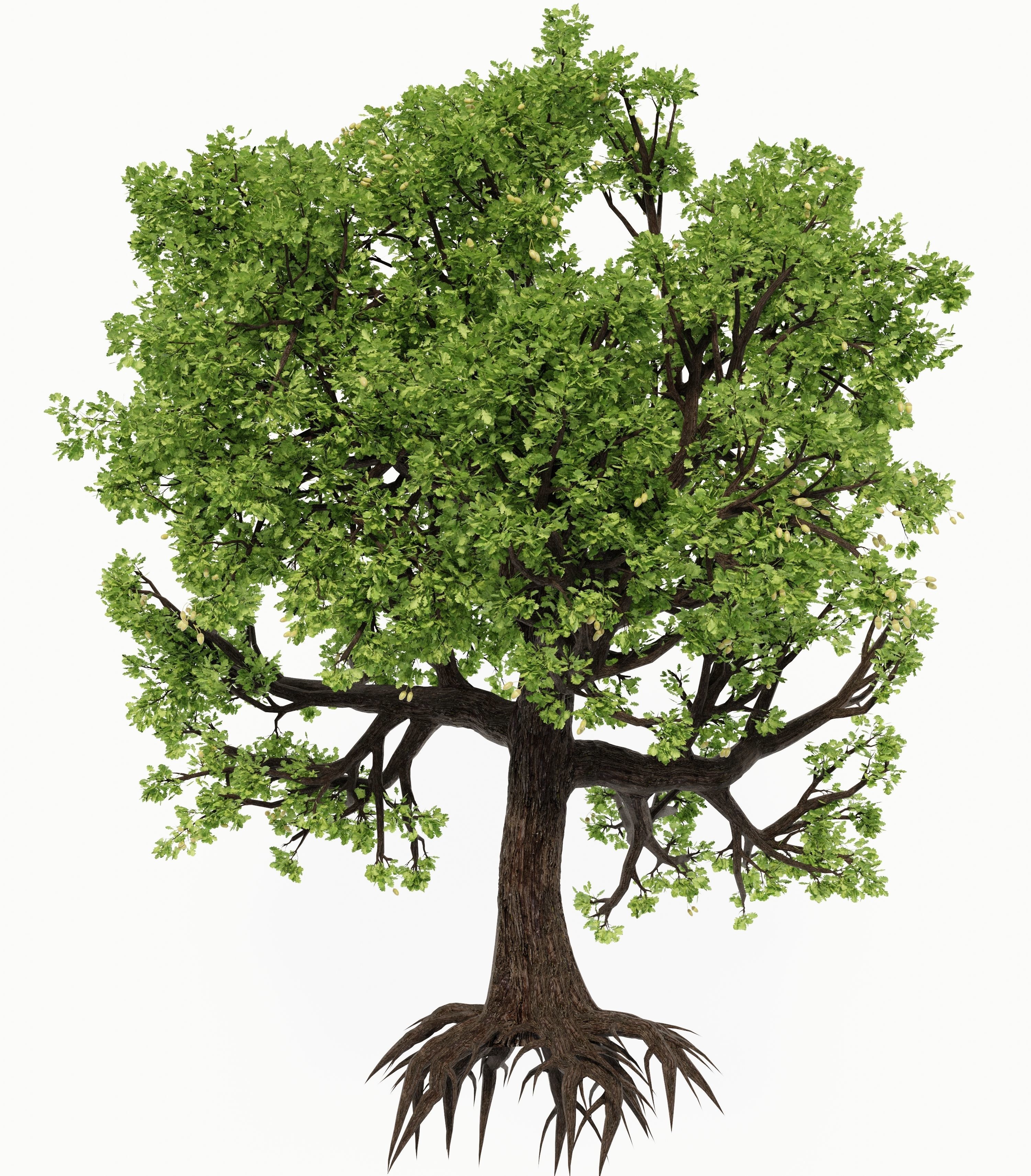 Oak-tree ver 0-0 3D model_8