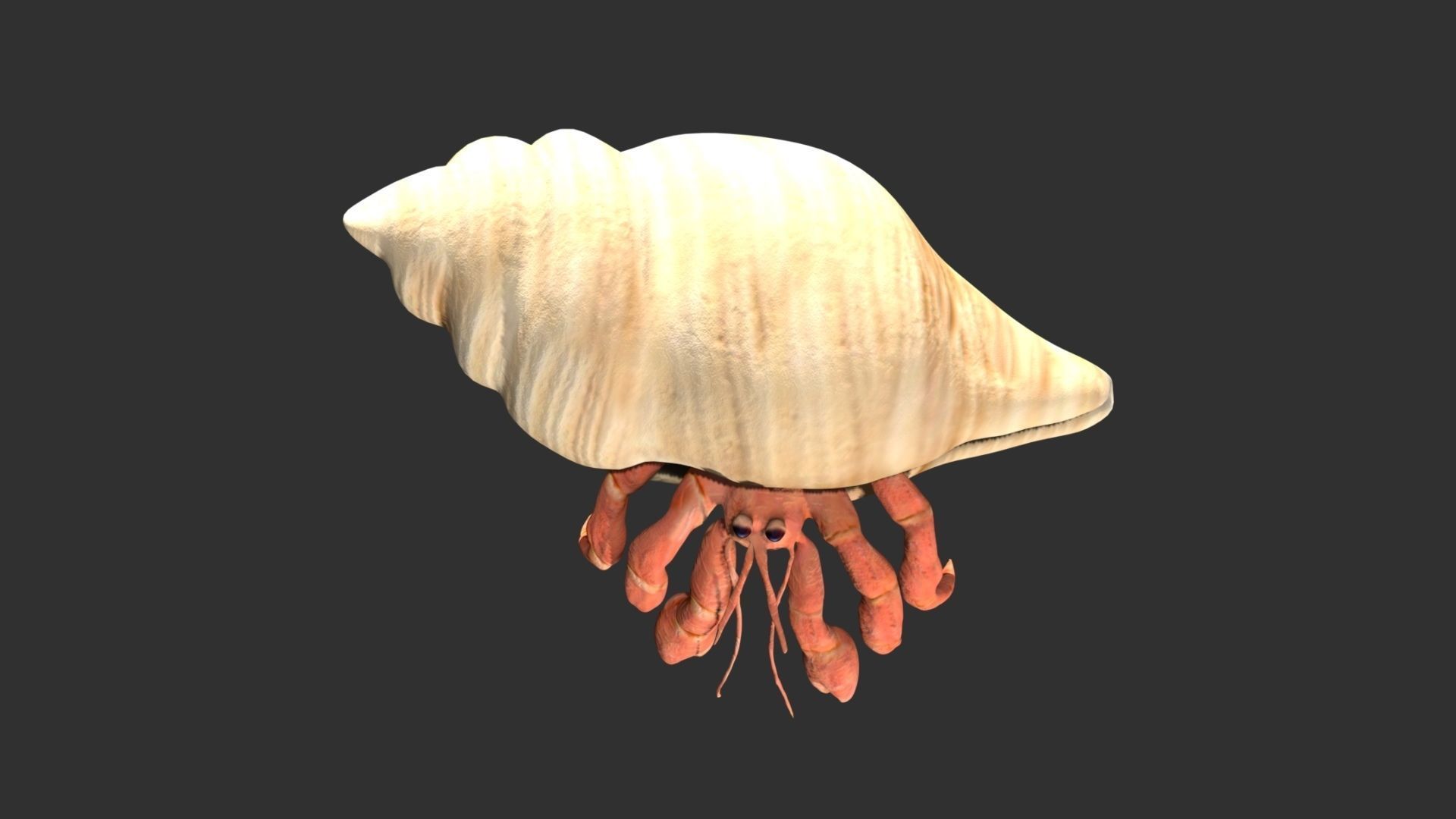 Hermit Crab Low-poly 3D model_3