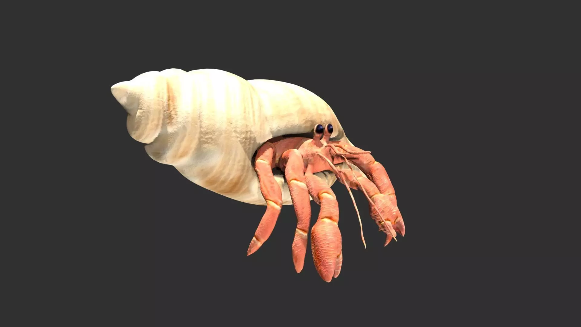 Hermit Crab Low-poly 3D model_0