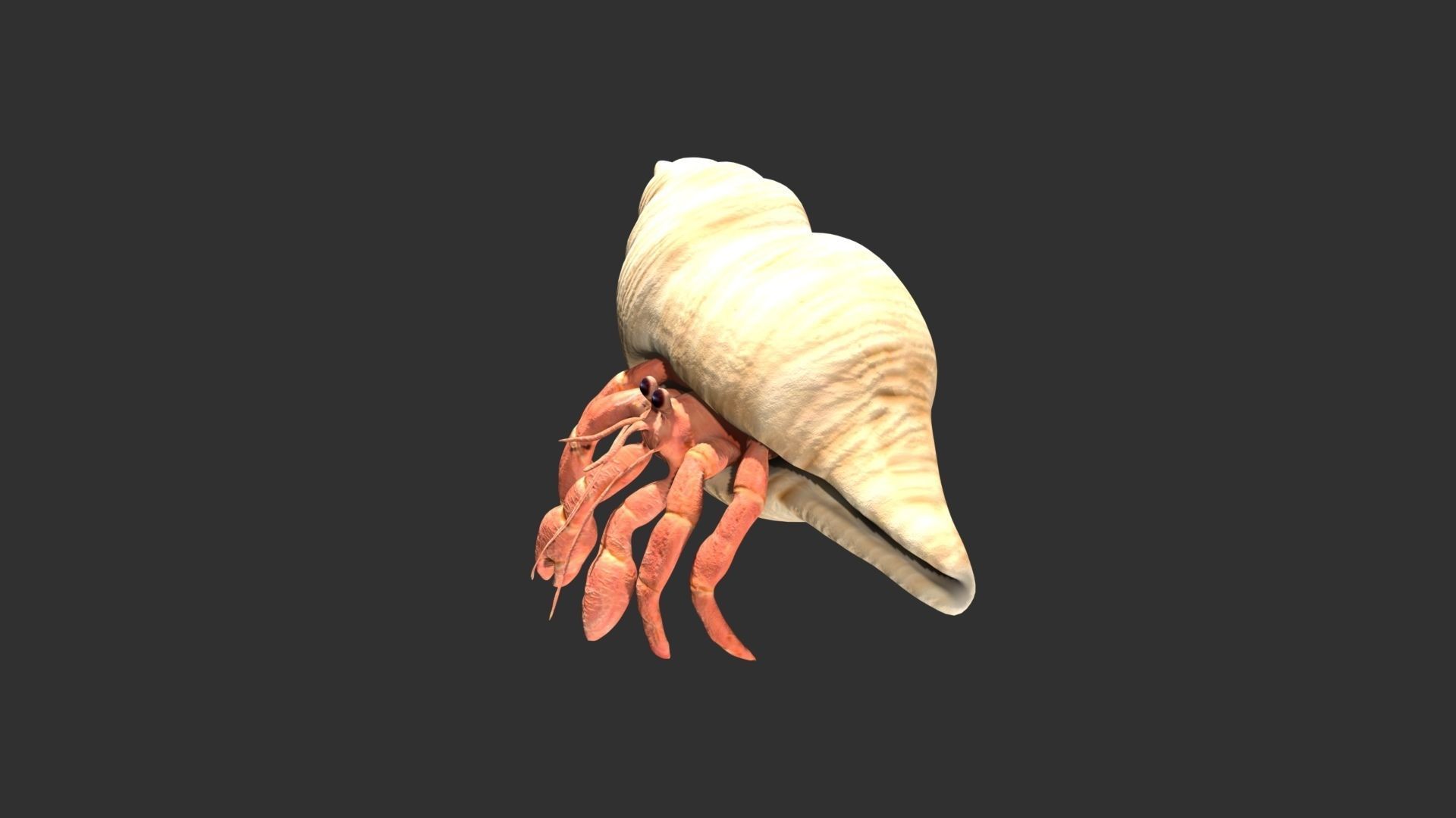 Hermit Crab Low-poly 3D model_2