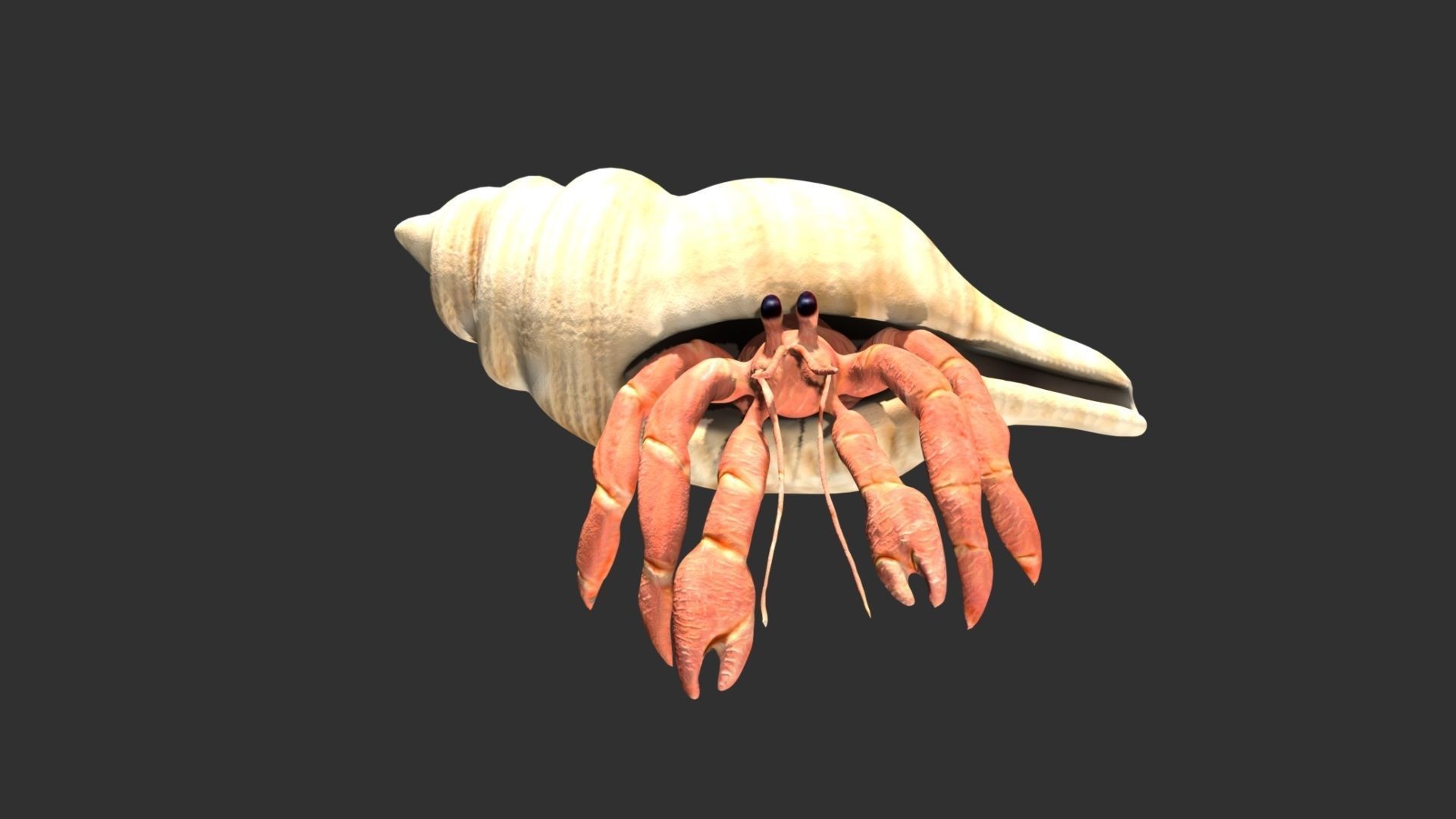 Hermit Crab Low-poly 3D model_1