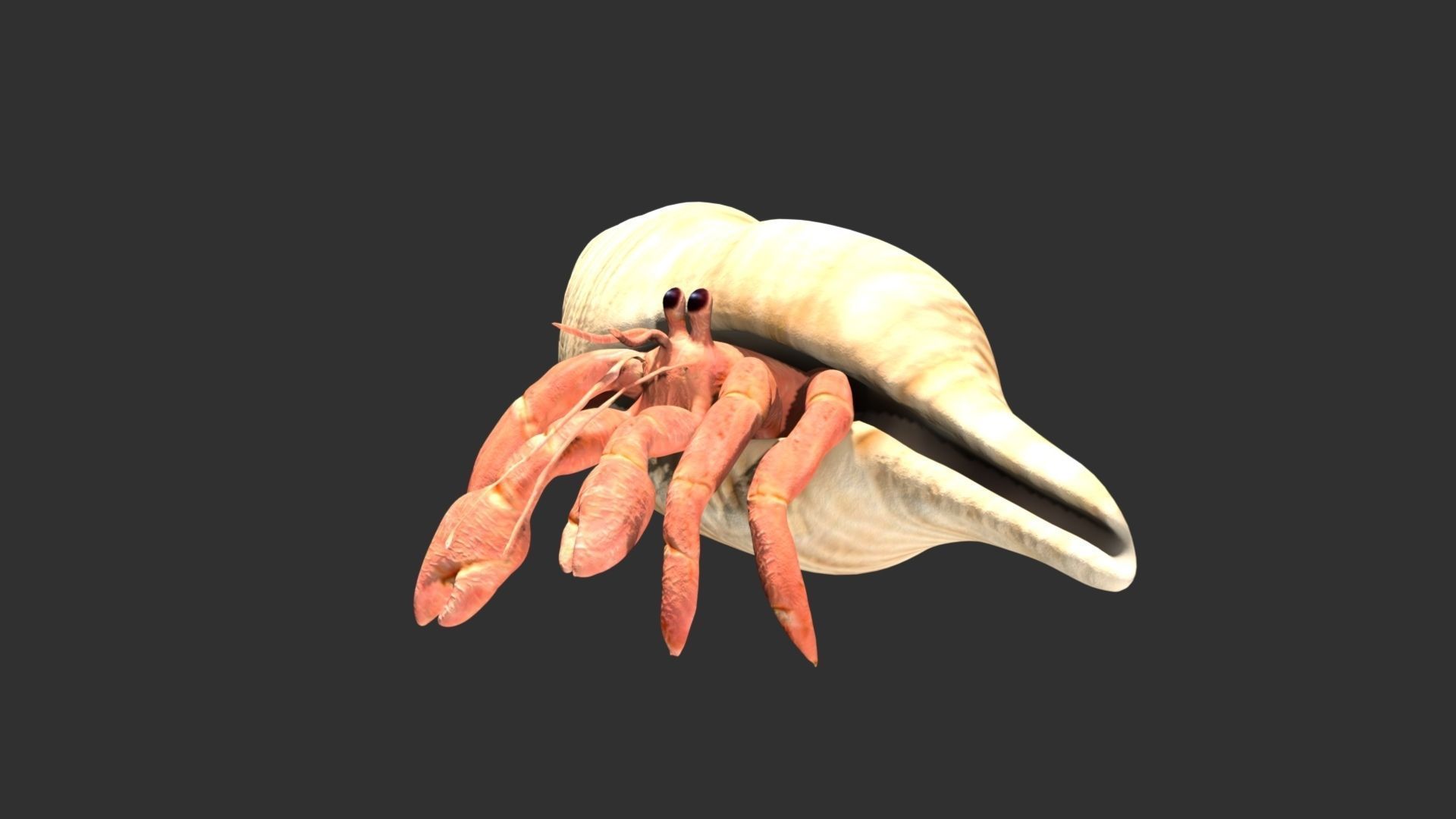 Hermit Crab Low-poly 3D model_5