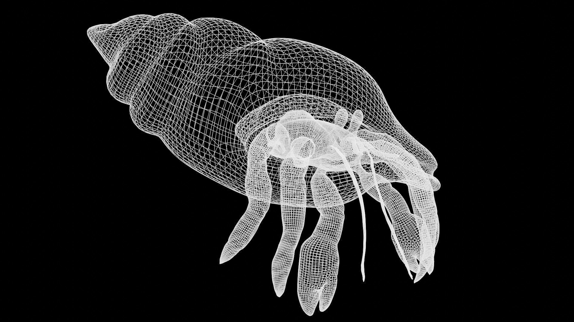 Hermit Crab Low-poly 3D model_6