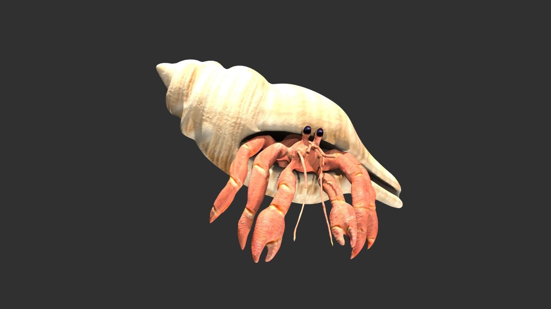Hermit Crab Low-poly 3D model_4