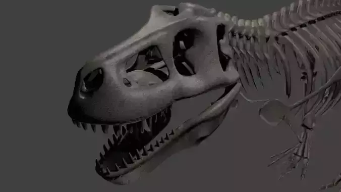 T-Rex skeleton 3D model