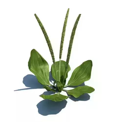 Green Aquatic Plant