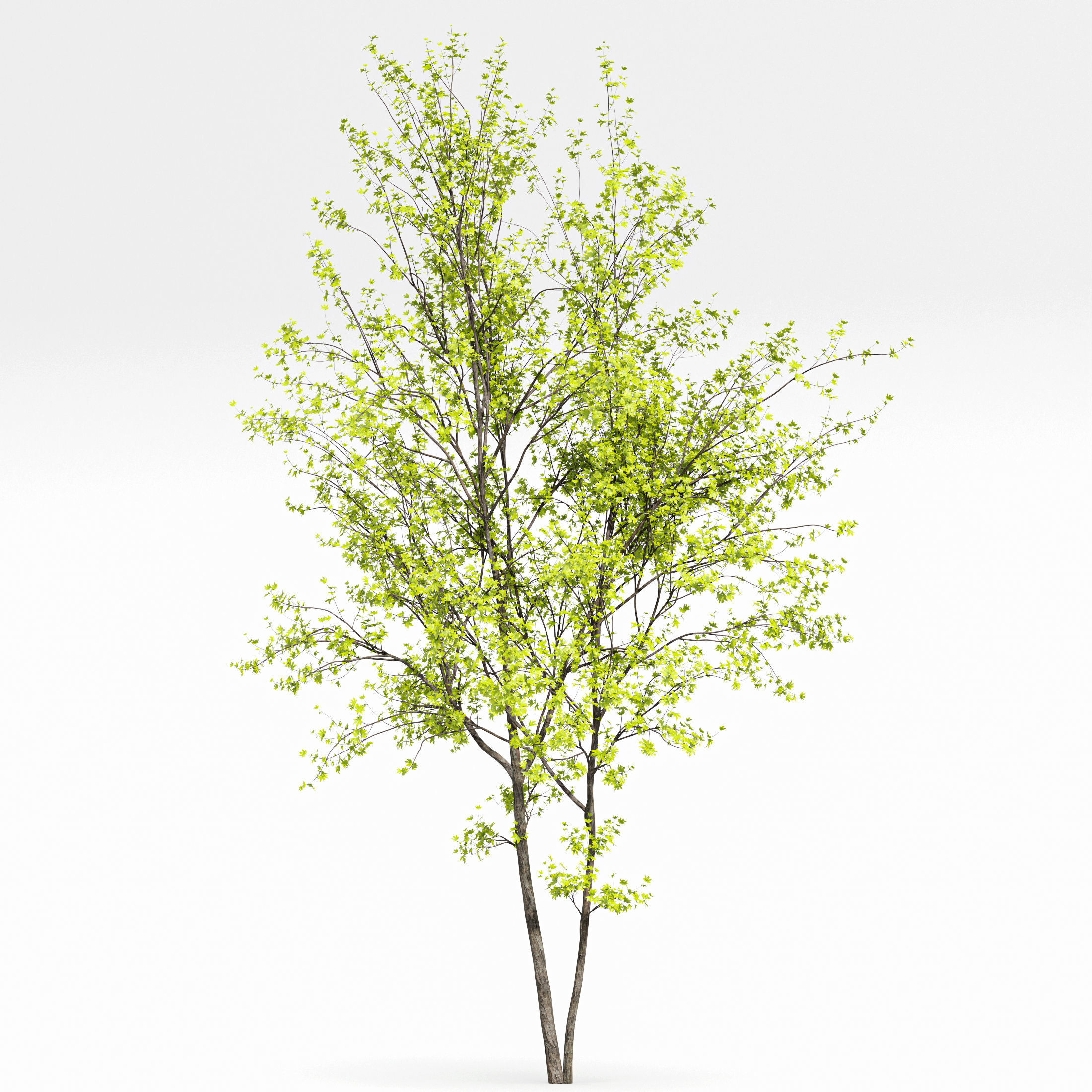 10 Dieffrent Tree Models in One Pak 006 3D model_29