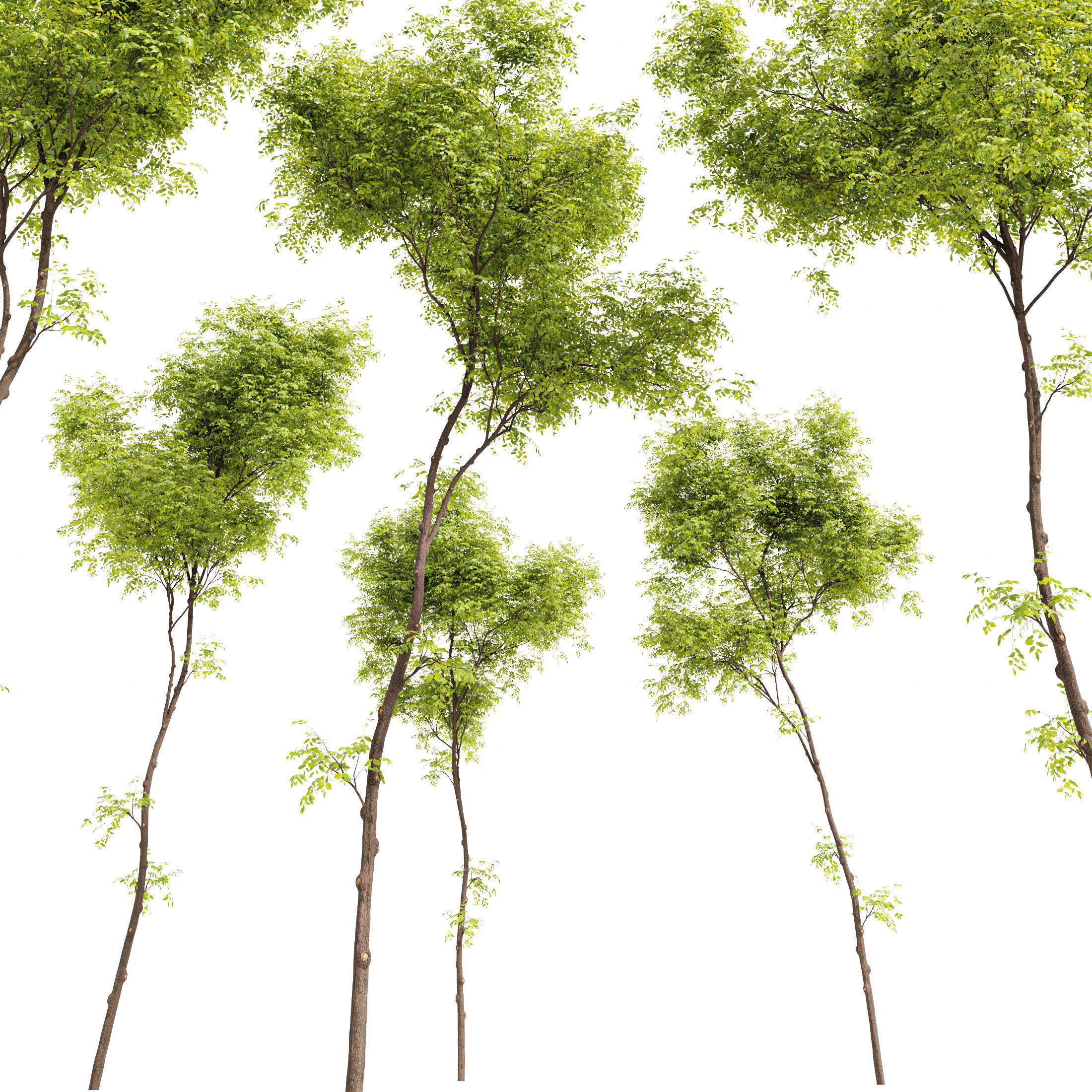 10 Dieffrent Tree Models in One Pak 006 3D model_43
