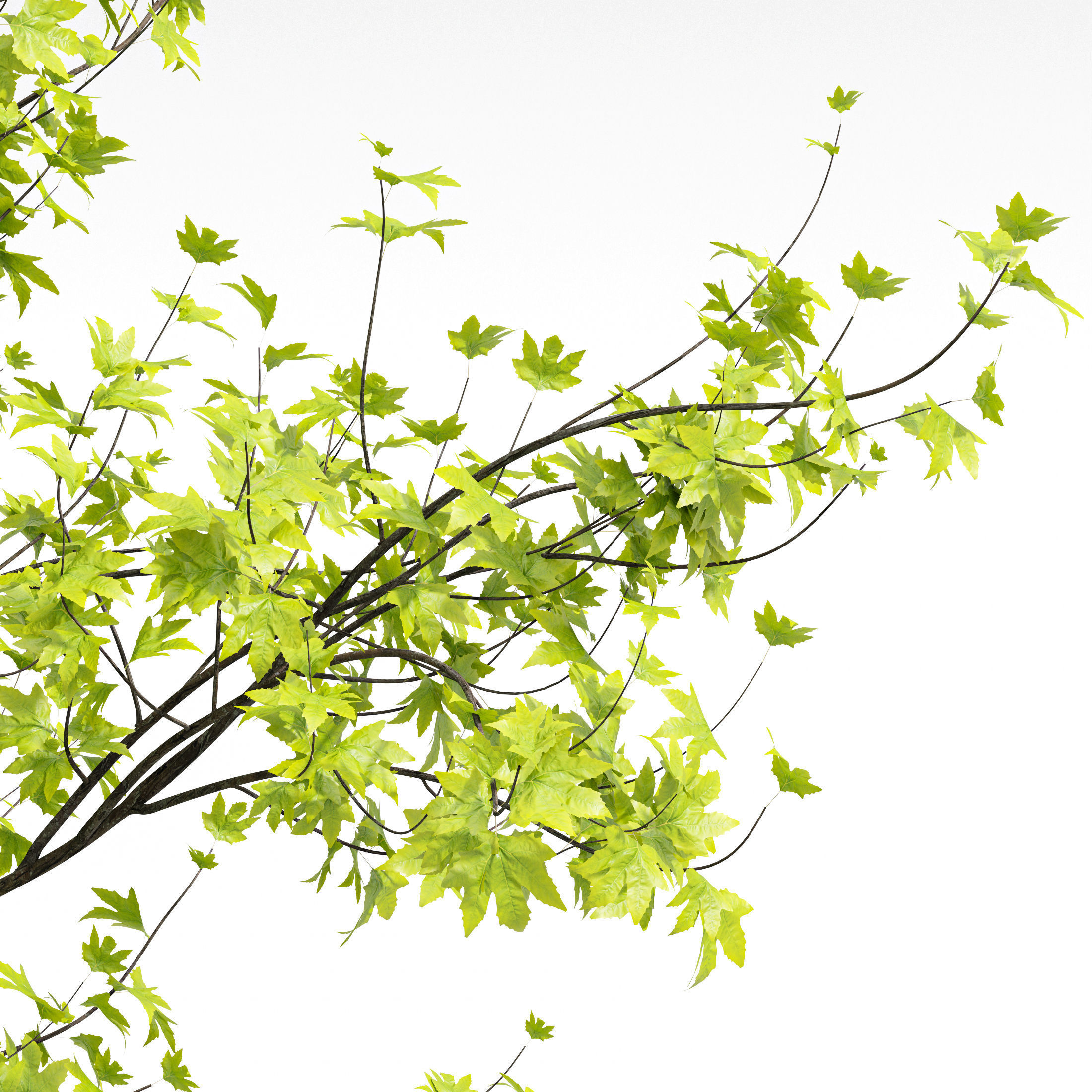 10 Dieffrent Tree Models in One Pak 006 3D model_32