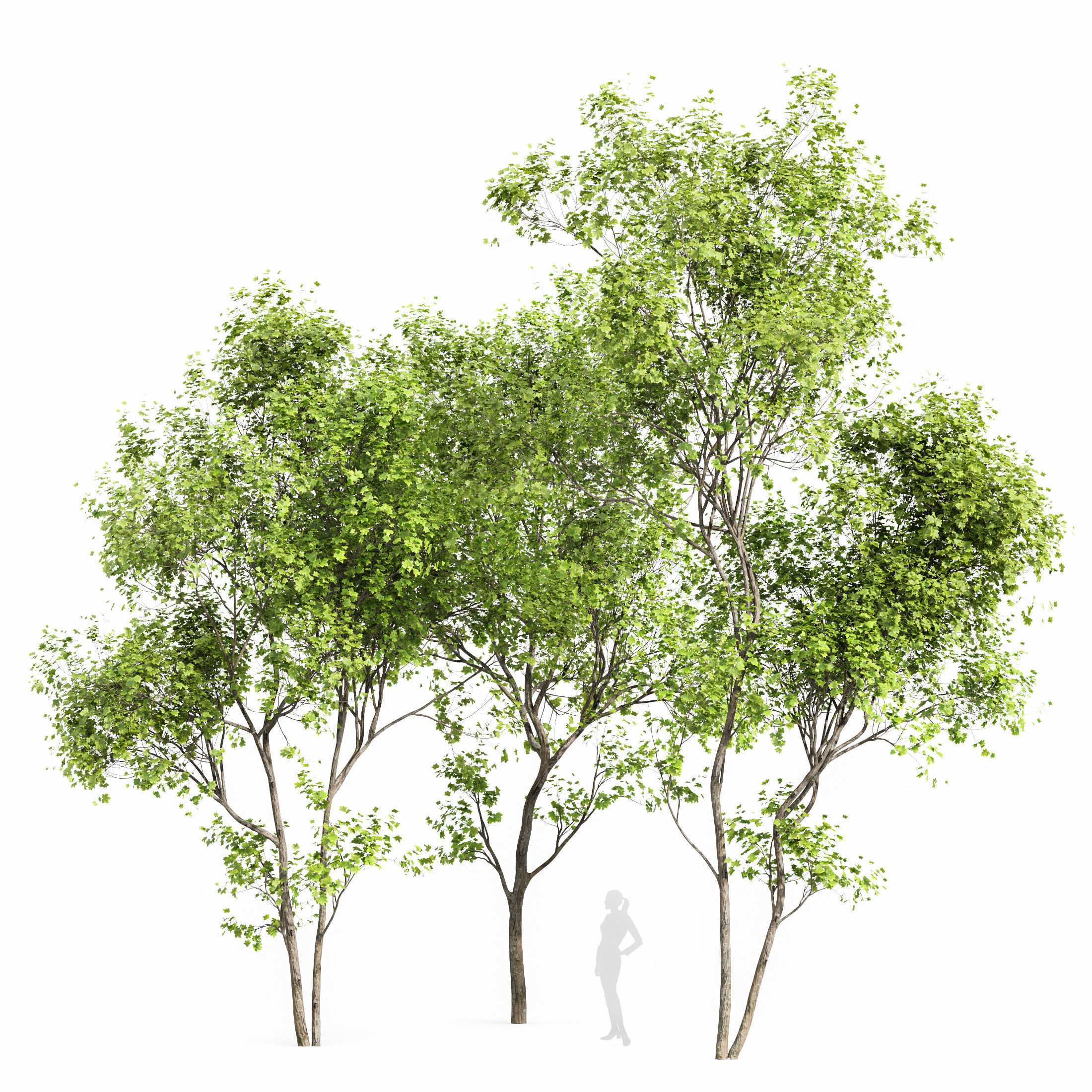 10 Dieffrent Tree Models in One Pak 006 3D model_3
