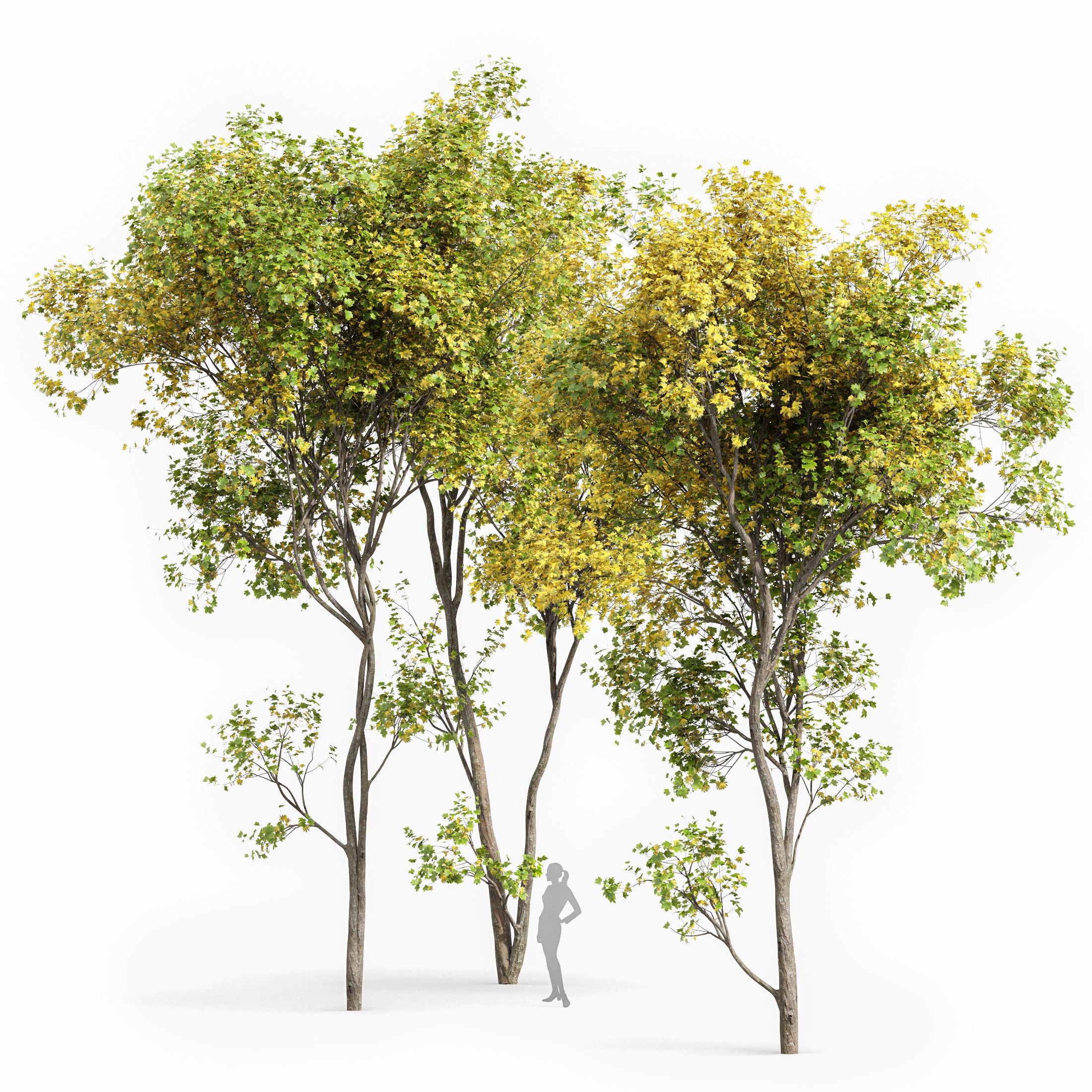10 Dieffrent Tree Models in One Pak 006 3D model_2