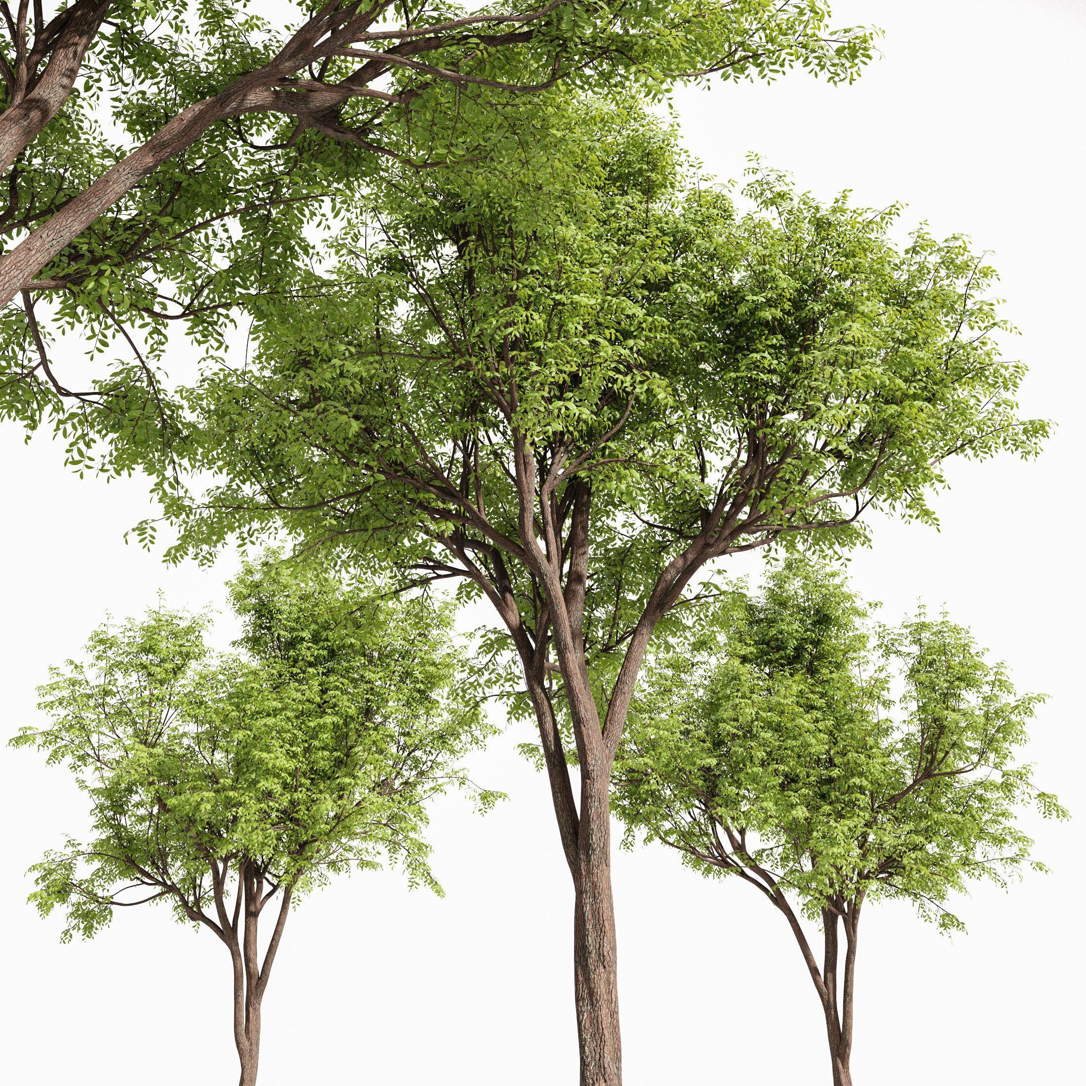 10 Dieffrent Tree Models in One Pak 006 3D model_37