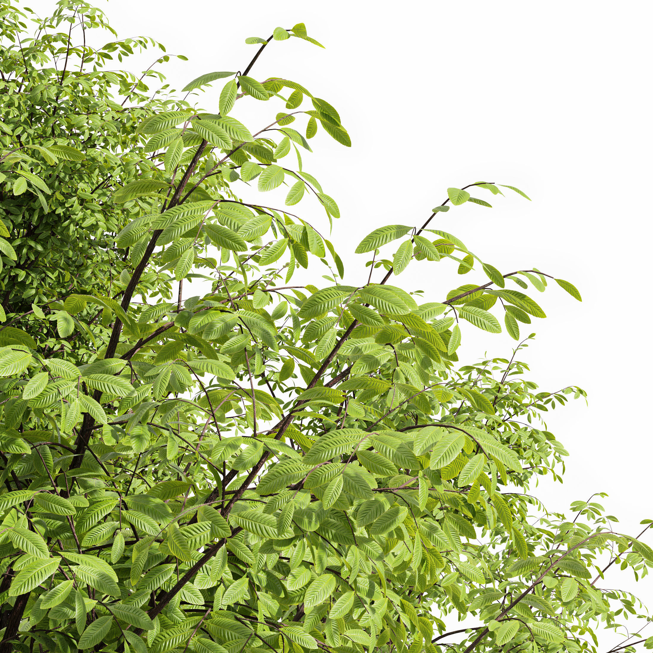 10 Dieffrent Tree Models in One Pak 006 3D model_36