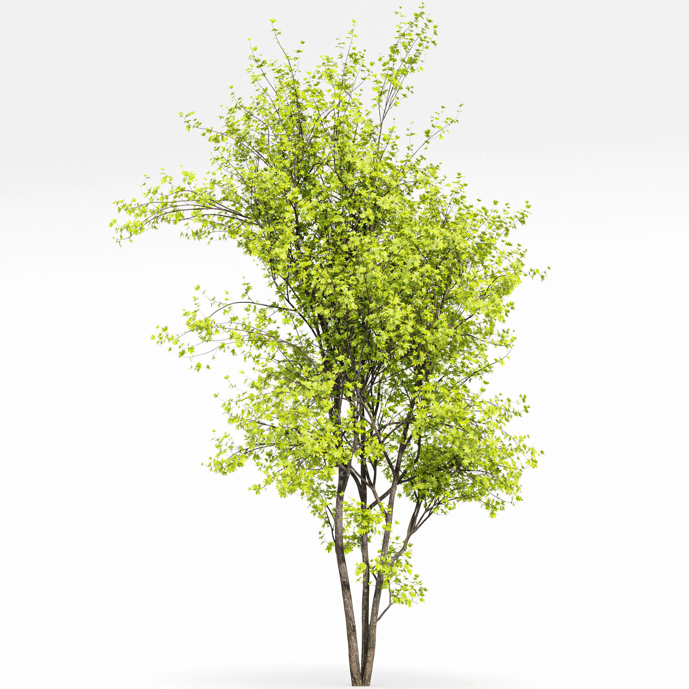 10 Dieffrent Tree Models in One Pak 006 3D model_35