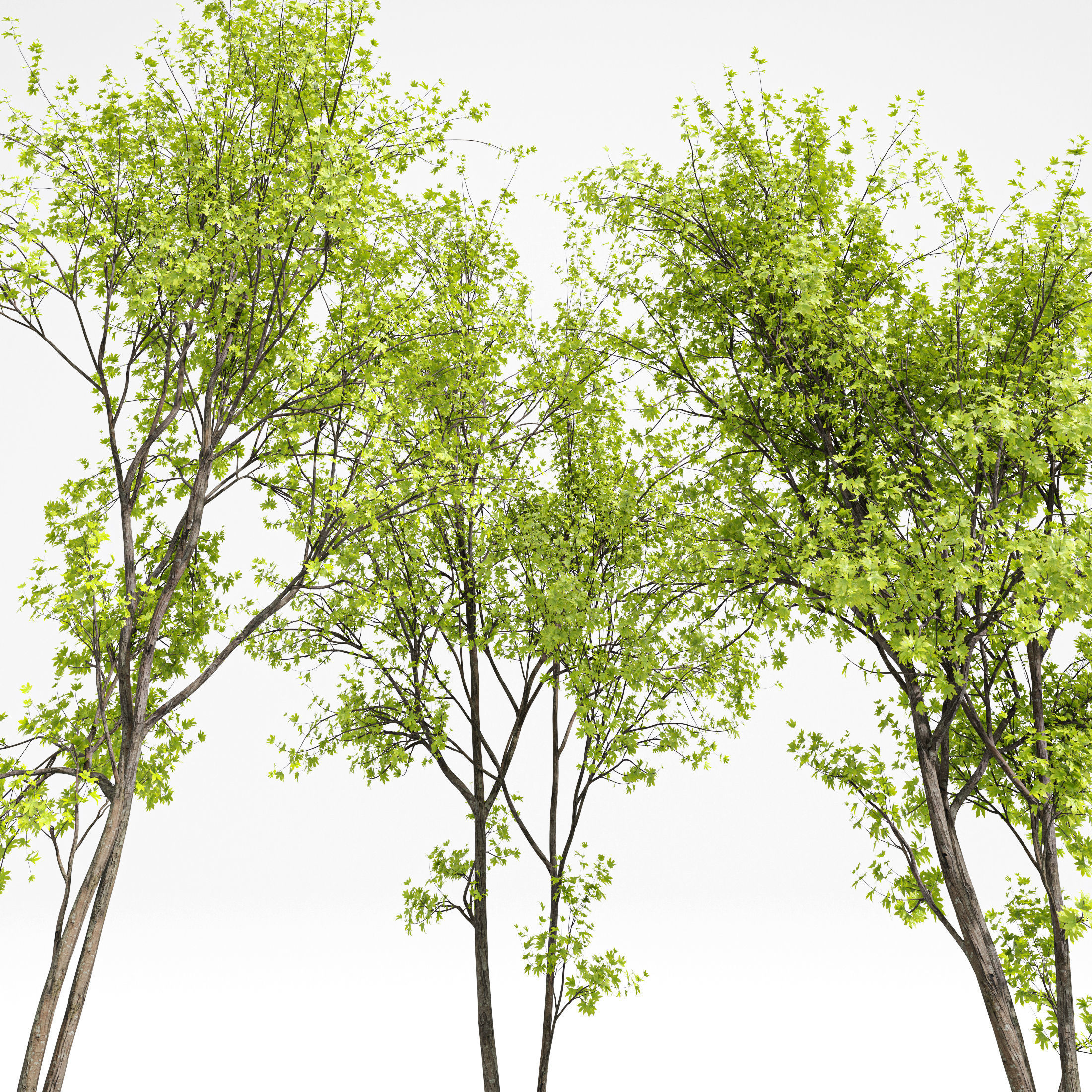 10 Dieffrent Tree Models in One Pak 006 3D model_30