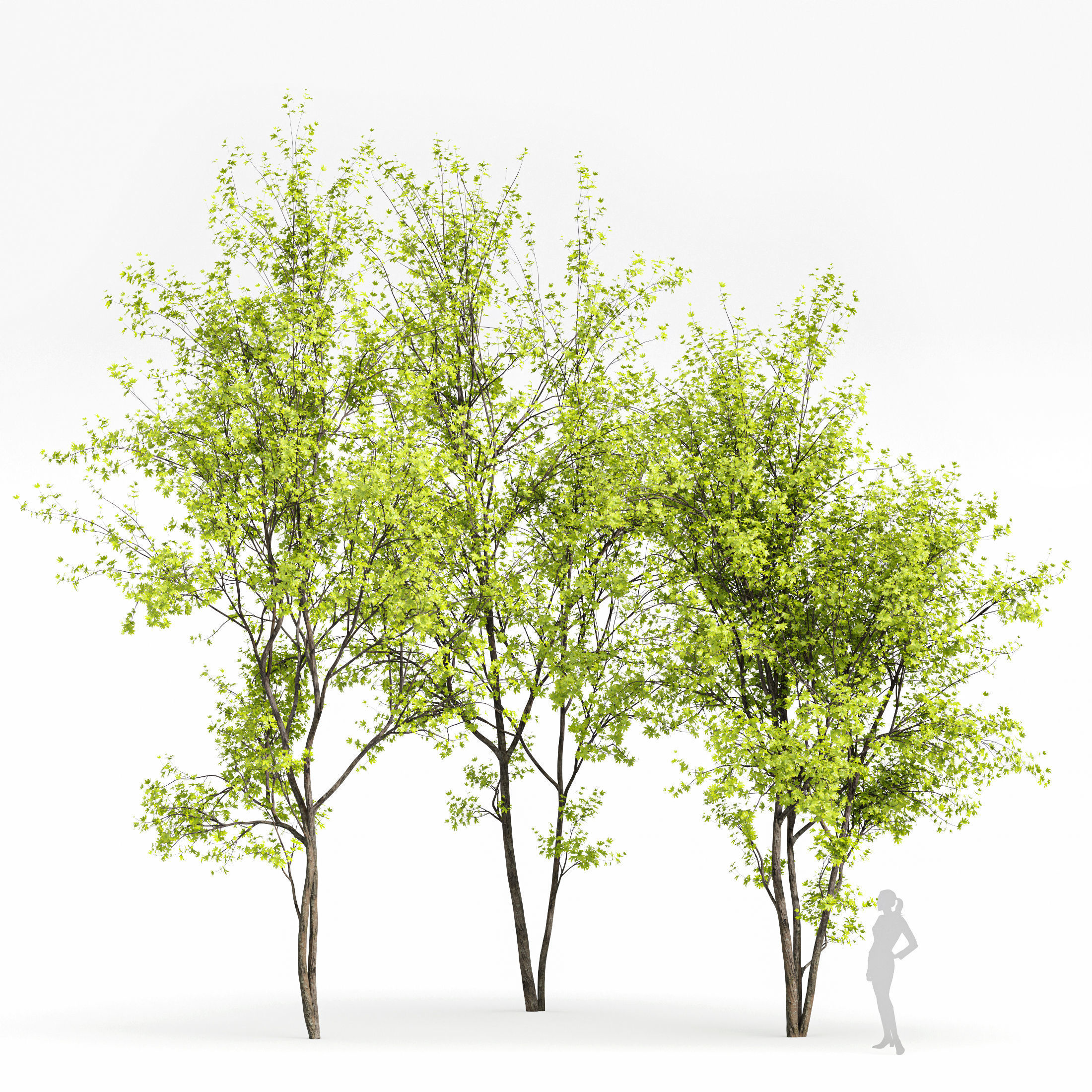 10 Dieffrent Tree Models in One Pak 006 3D model_5
