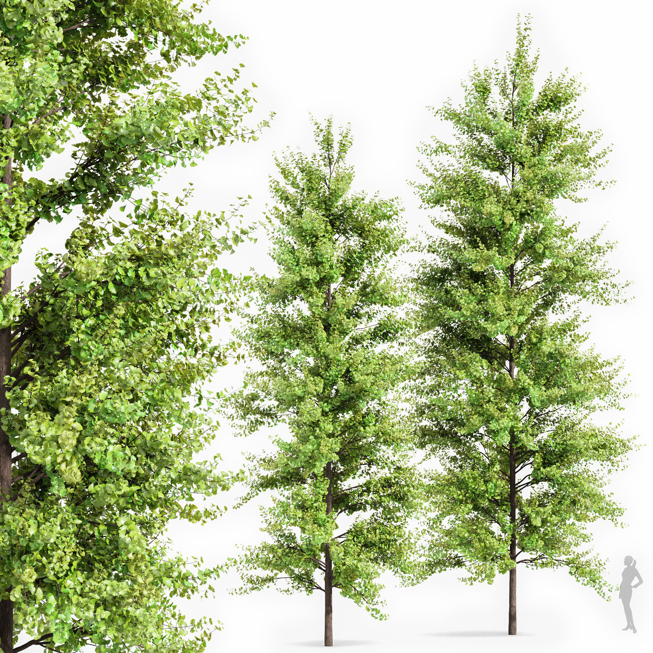 10 Dieffrent Tree Models in One Pak 006 3D model_6