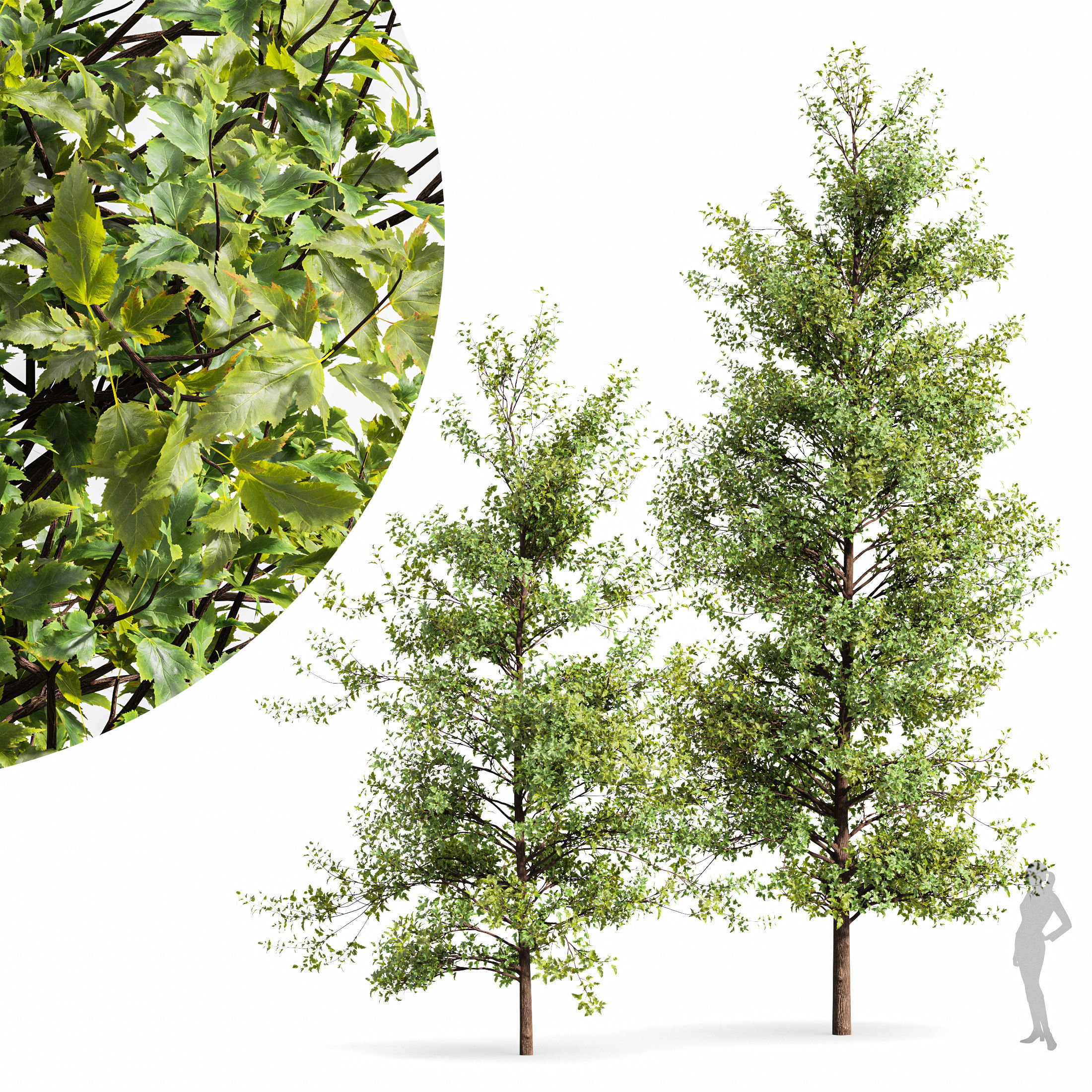 10 Dieffrent Tree Models in One Pak 006 3D model_4