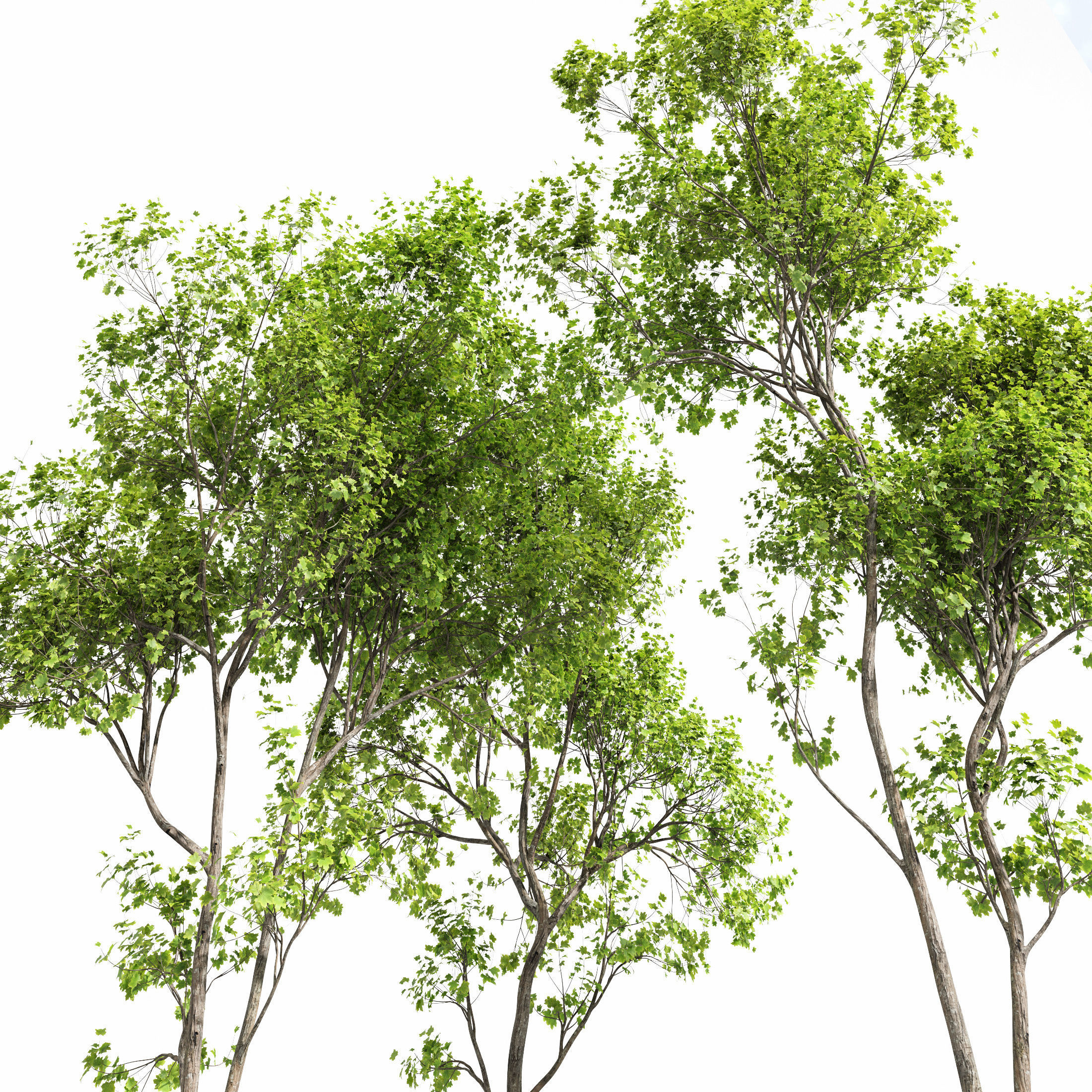 10 Dieffrent Tree Models in One Pak 006 3D model_48
