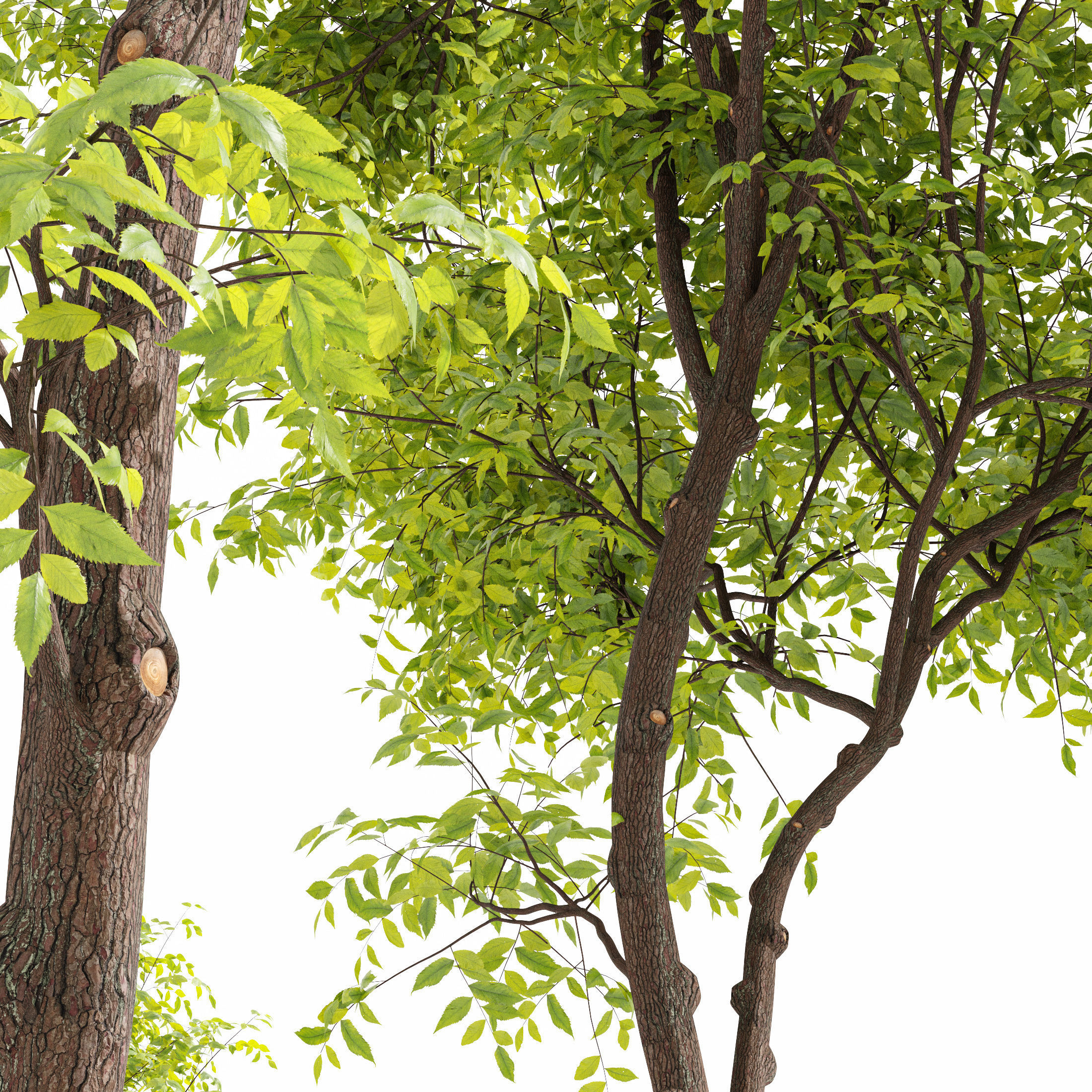 10 Dieffrent Tree Models in One Pak 006 3D model_38