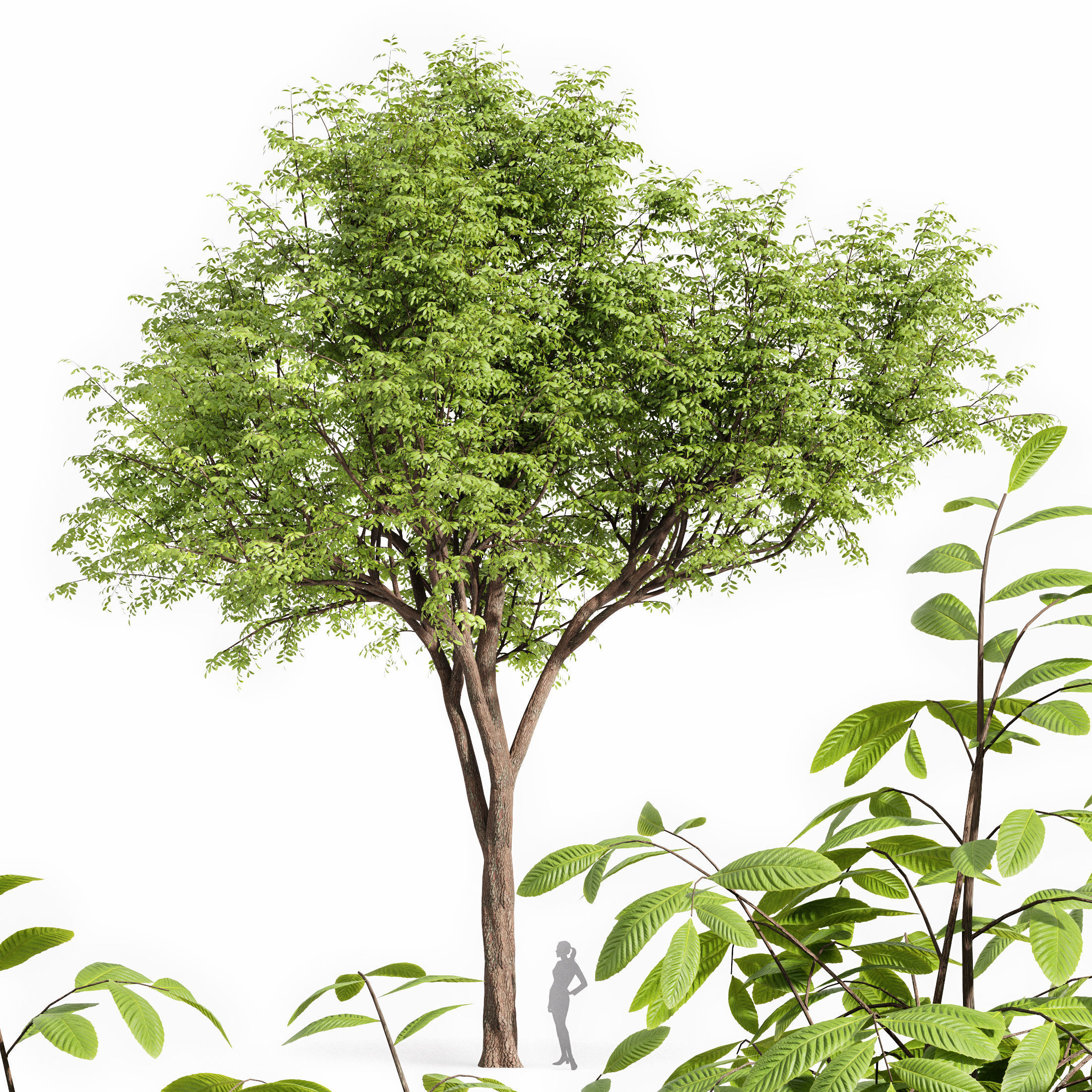 10 Dieffrent Tree Models in One Pak 006 3D model_9