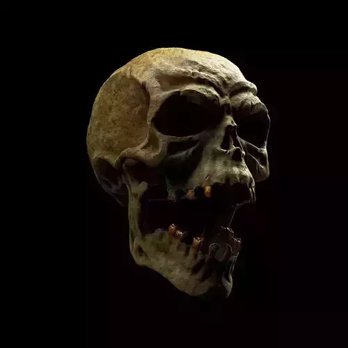 Skull 3D model