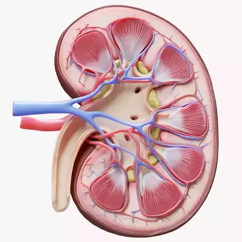 Human Kidney Anatomy Cross Section Low-poly 3D model