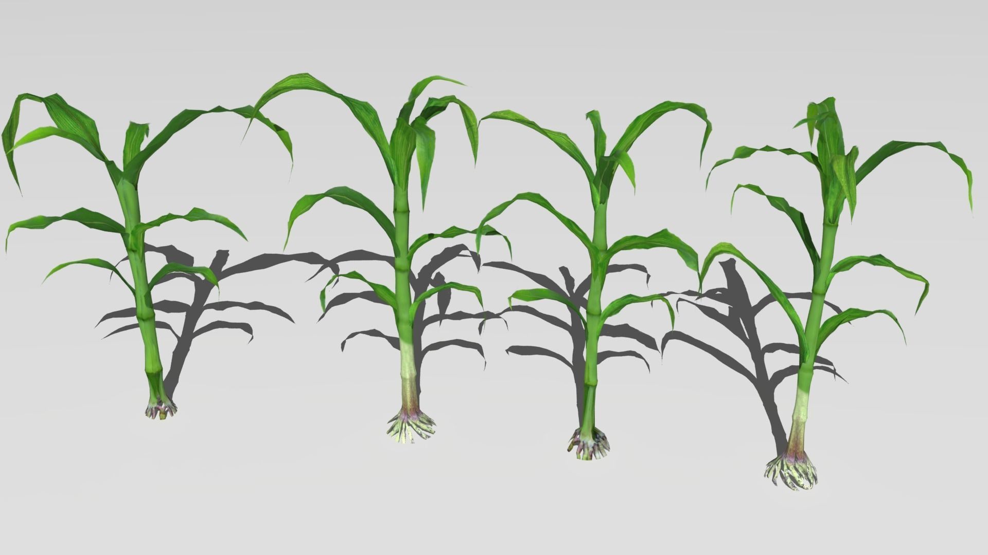 Corn field Low-poly 3D model_3