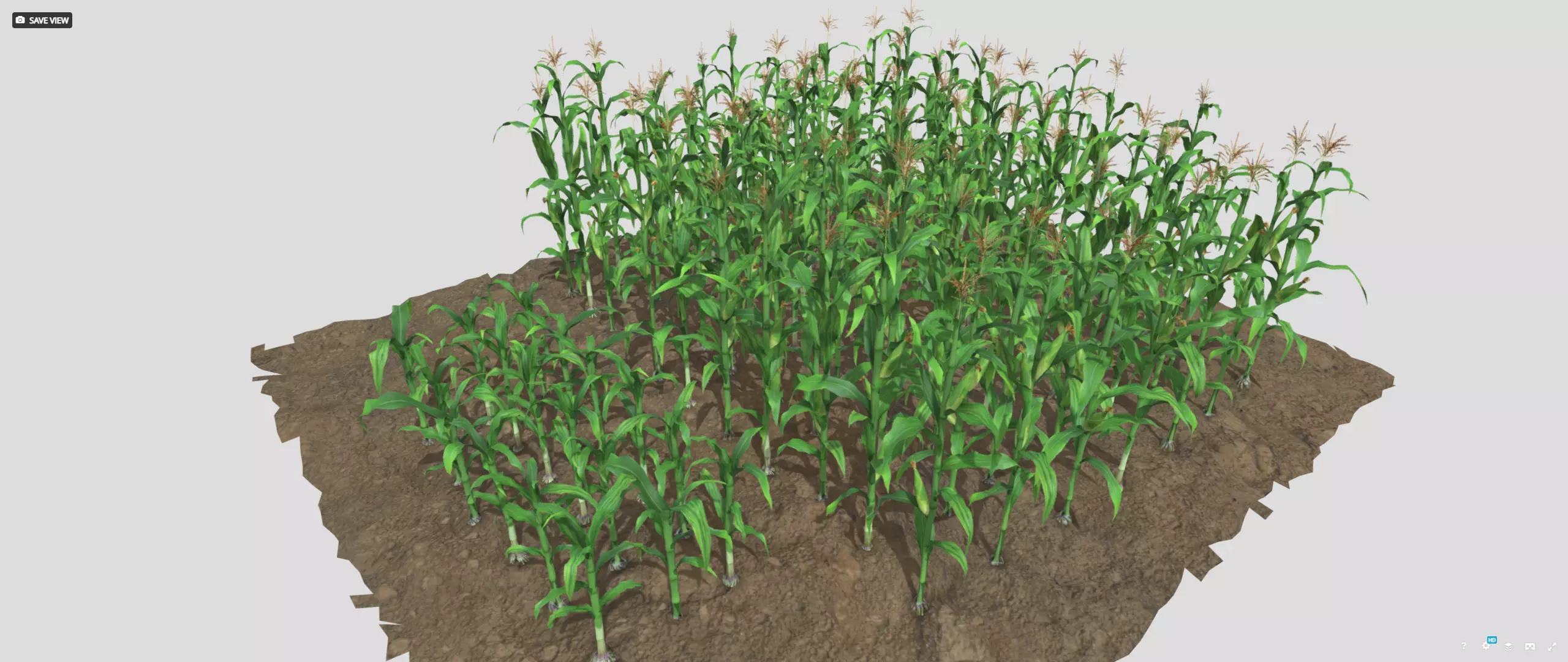 Corn field Low-poly 3D model_0