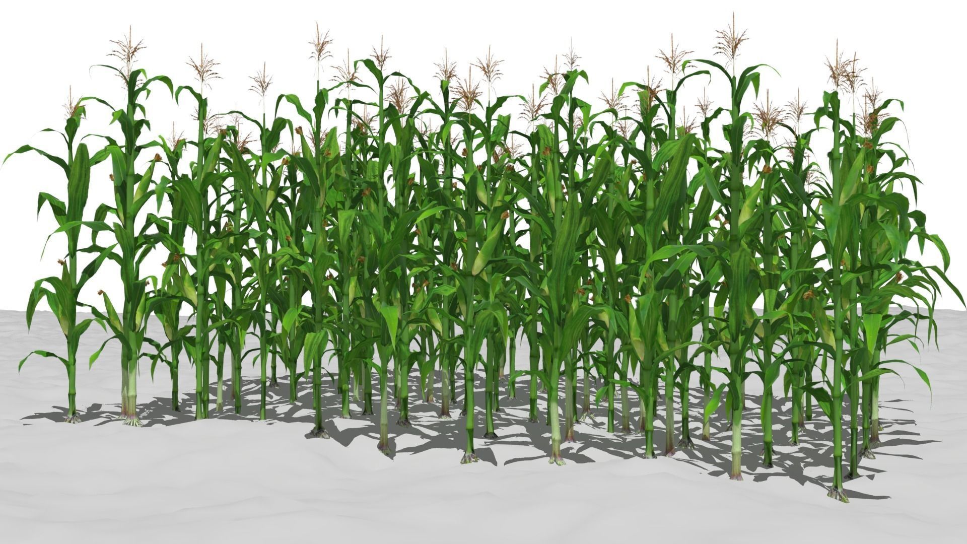 Corn field Low-poly 3D model_7