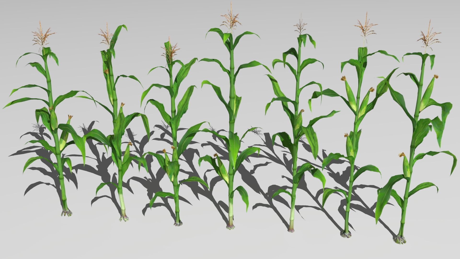 Corn field Low-poly 3D model_2