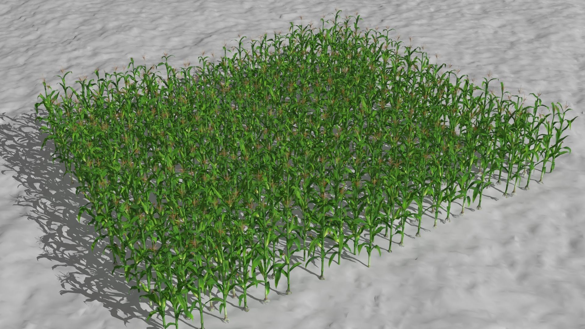 Corn field Low-poly 3D model_5