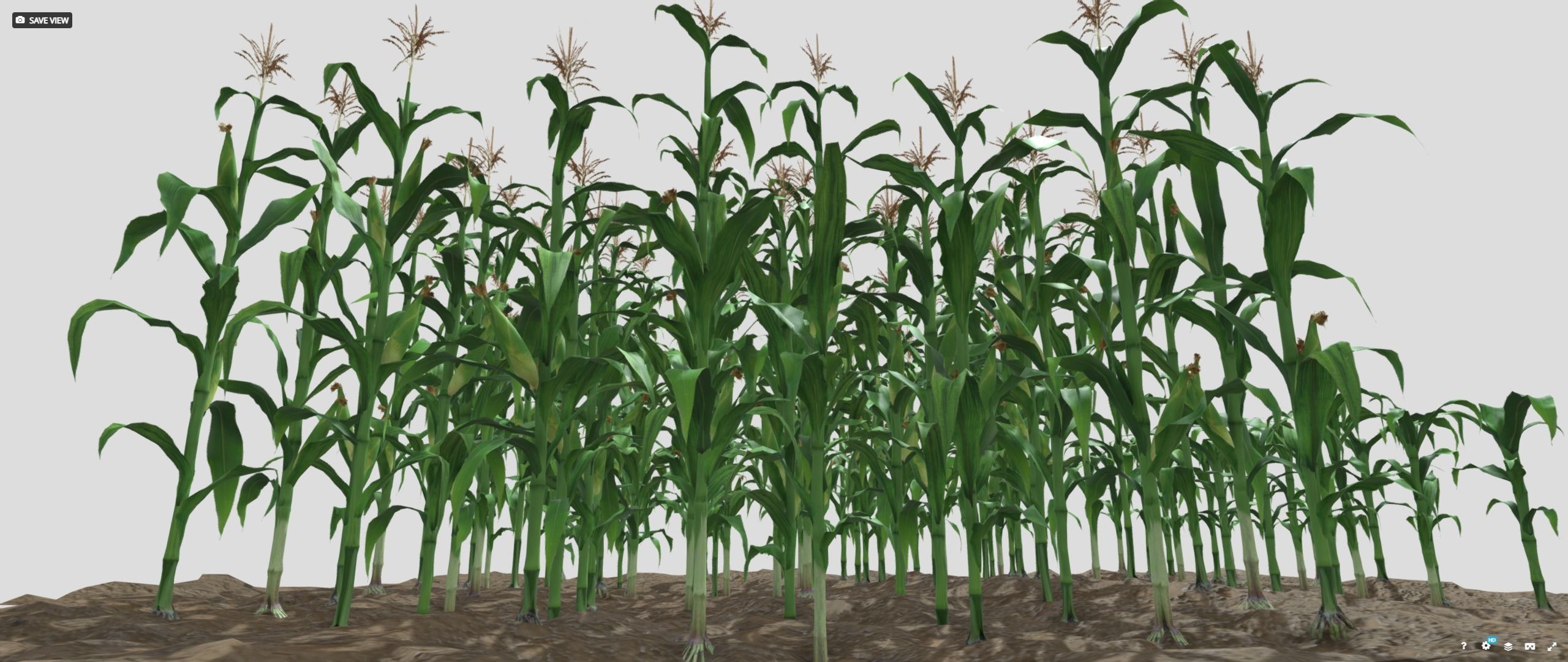 Corn field Low-poly 3D model_4