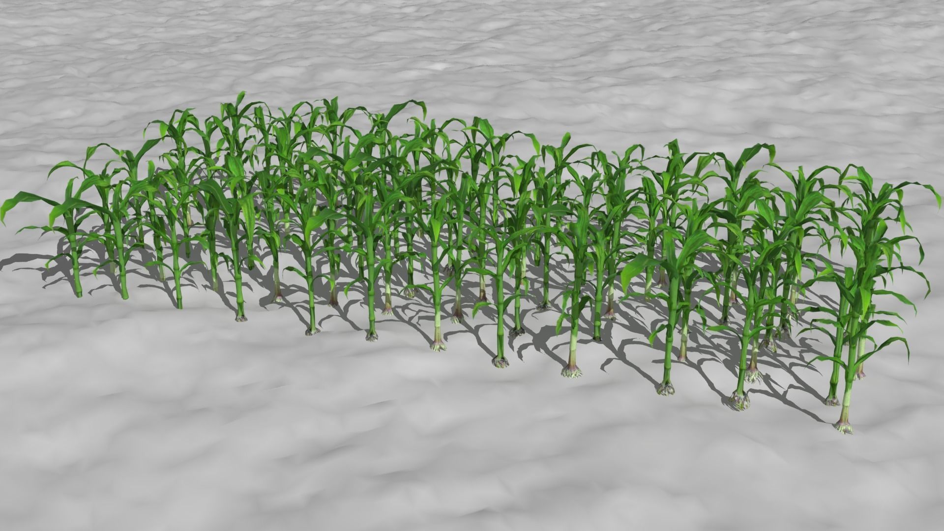 Corn field Low-poly 3D model_6