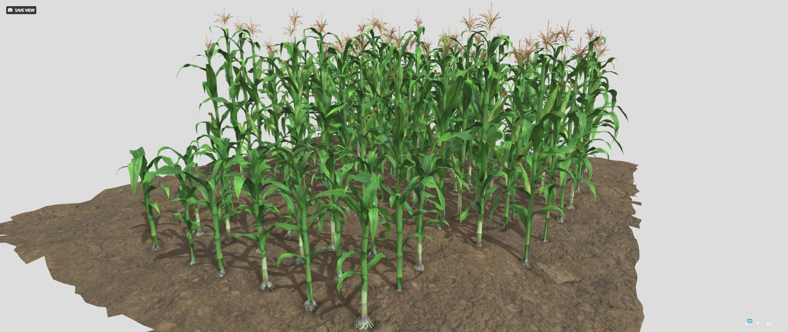 3D model Corn field VR / AR / lowpoly CGTrader