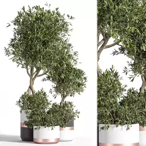 IndoorPlantSet02 two olive trees