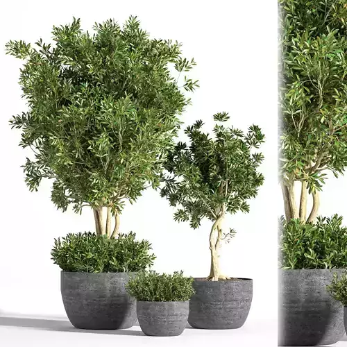 OutDoorPlantSet2015 three olive trees in pots