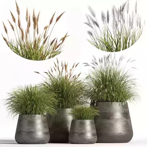 IndoorPlantSet03 grass in pots - grass in pots