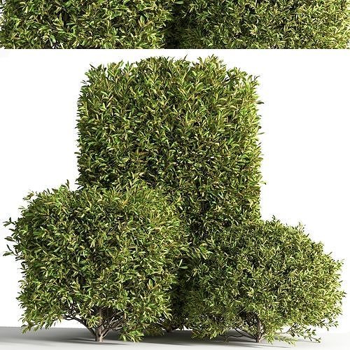Bush01 four shrubs 3D model