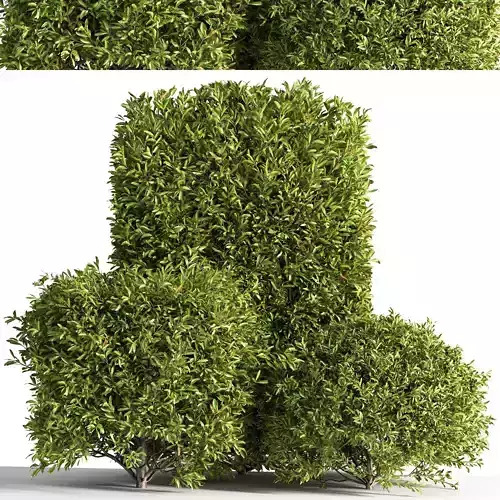 Bush01 four shrubs