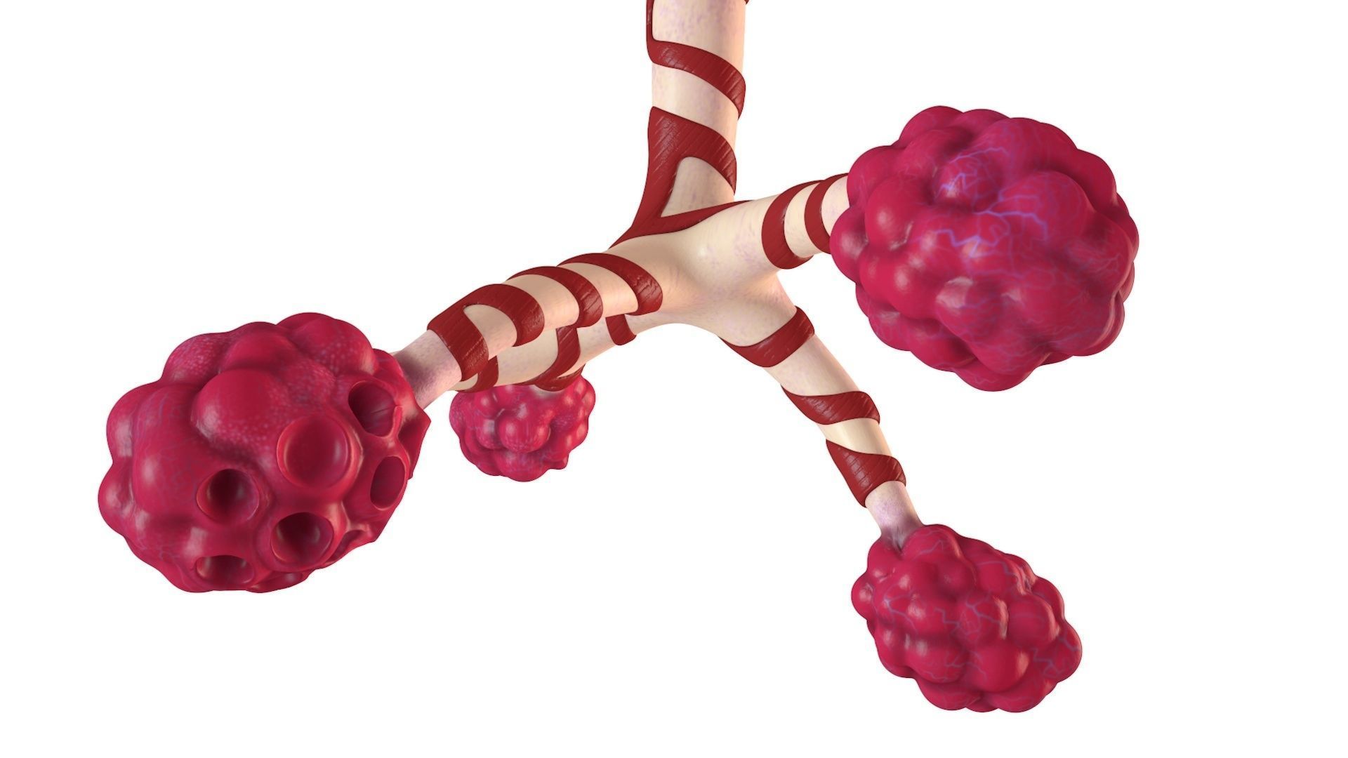 Human Bronchi Alveoli 3D model_2