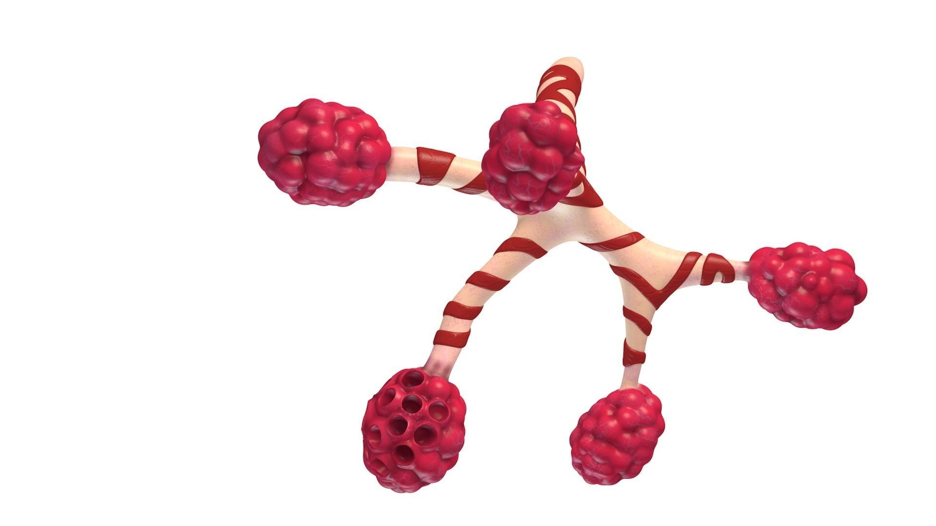 Human Bronchi Alveoli 3D model_4