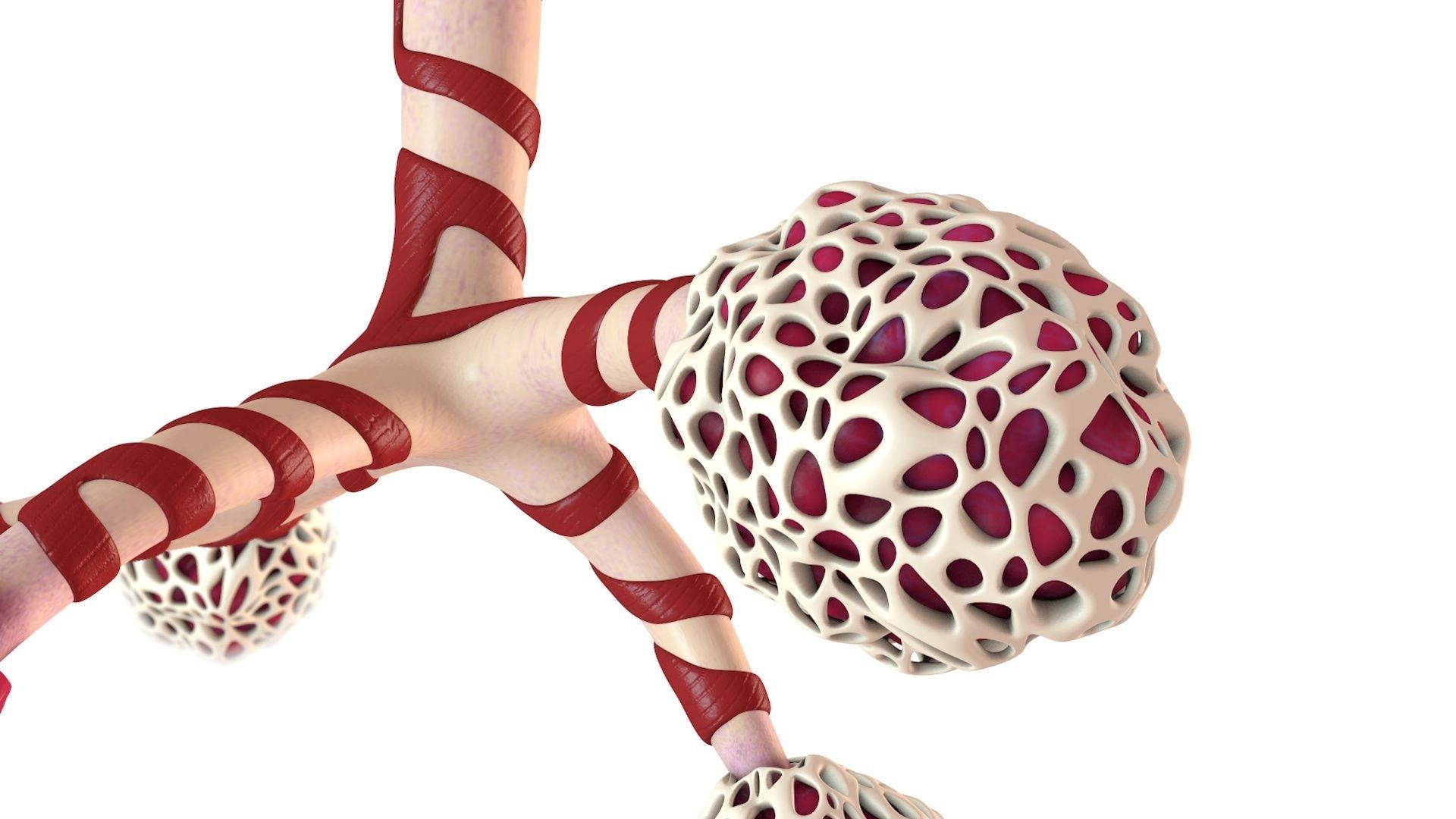 Human Bronchi Alveoli 3D model_1