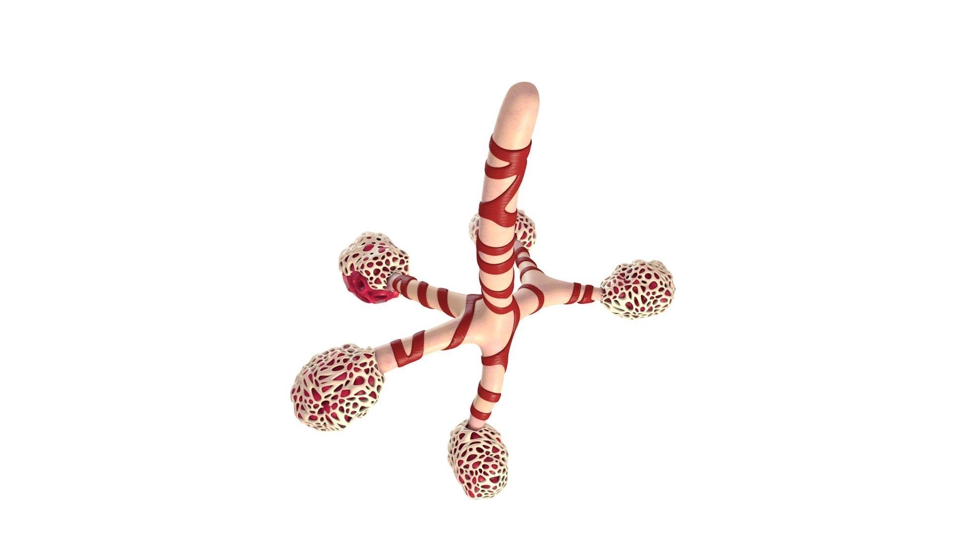 Human Bronchi Alveoli 3D model_5