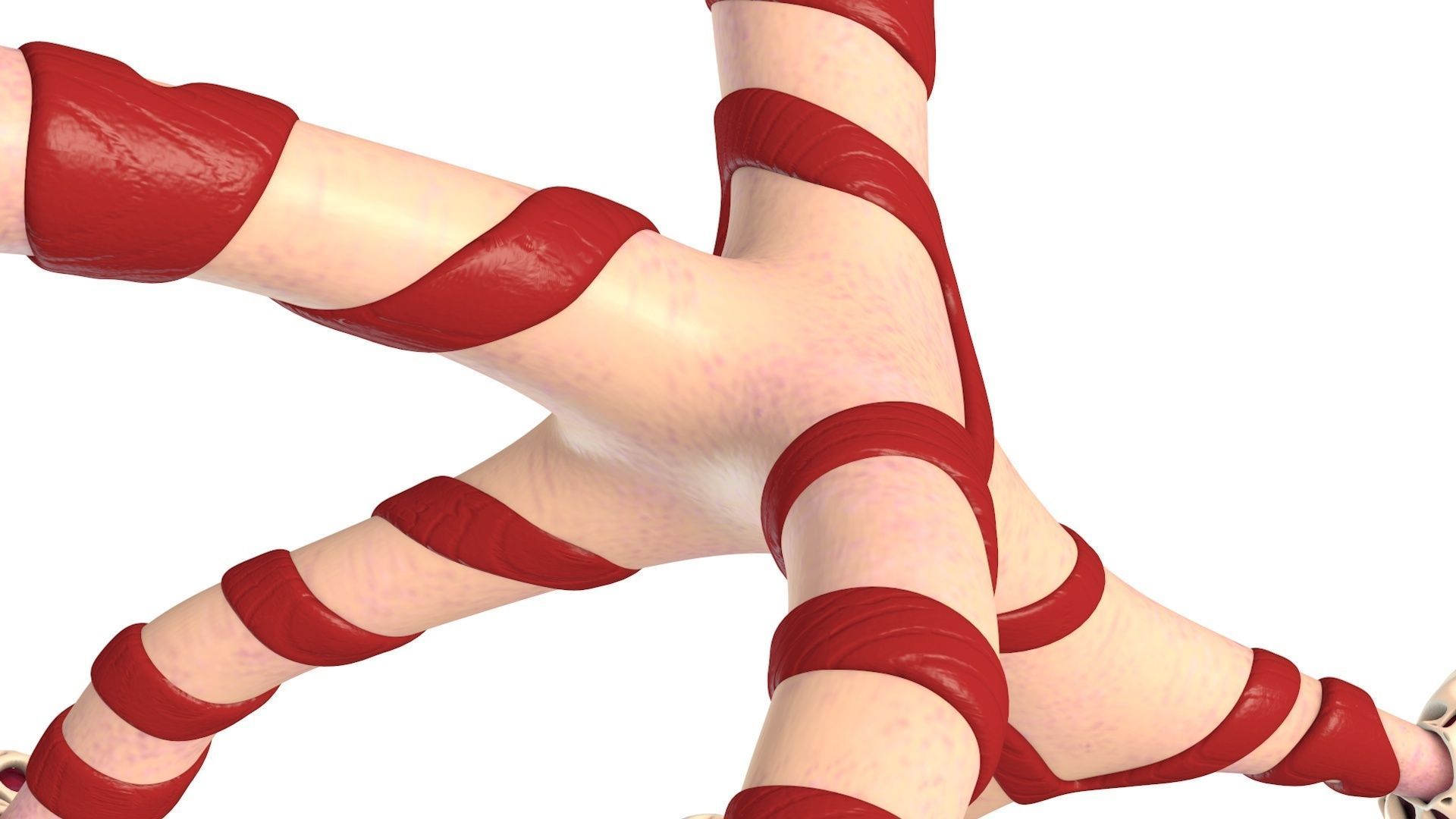 Human Bronchi Alveoli 3D model_10