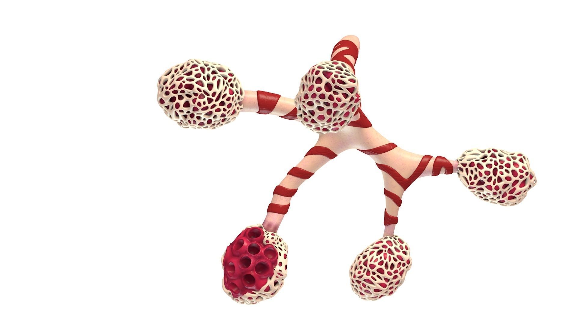 Human Bronchi Alveoli 3D model_8