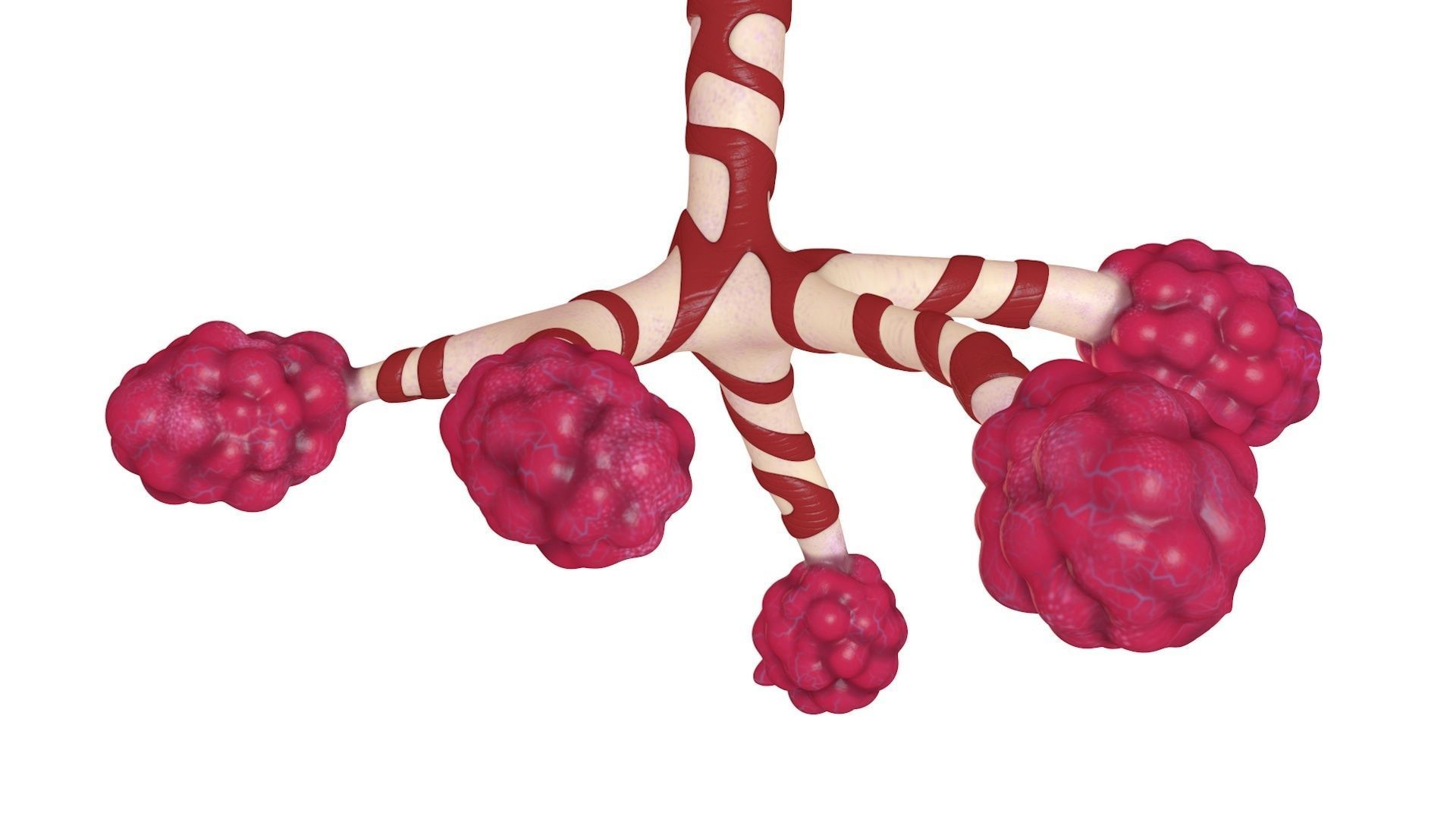 Human Bronchi Alveoli 3D model_7