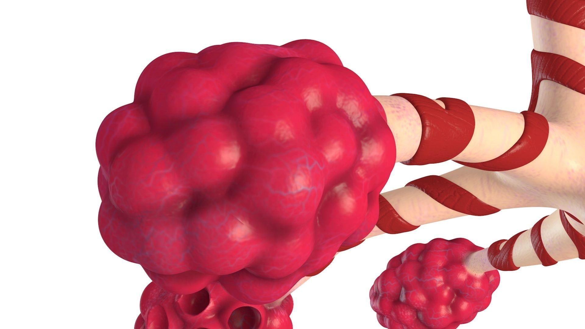 Human Bronchi Alveoli 3D model_9