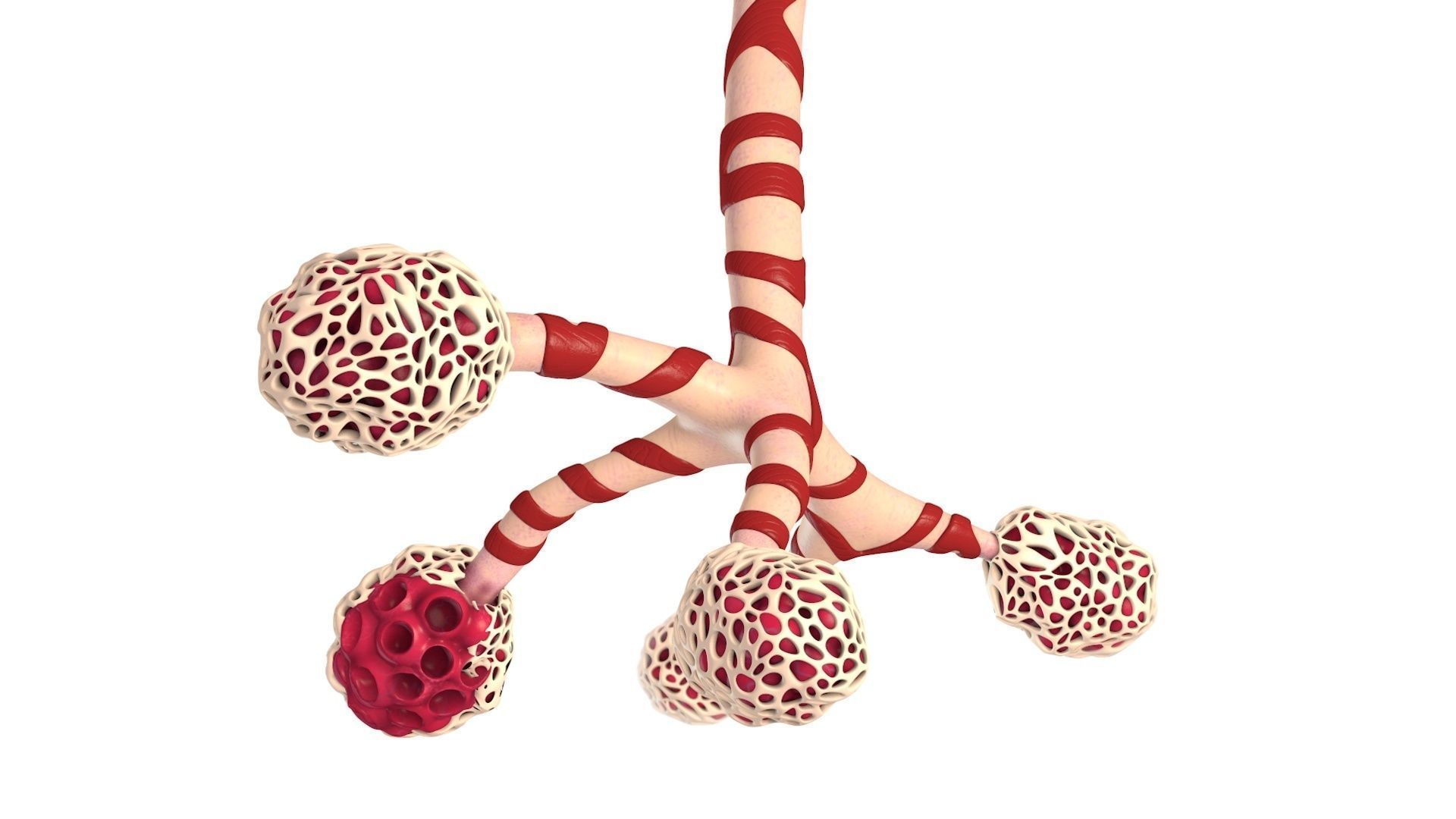 Human Bronchi Alveoli 3D model_3