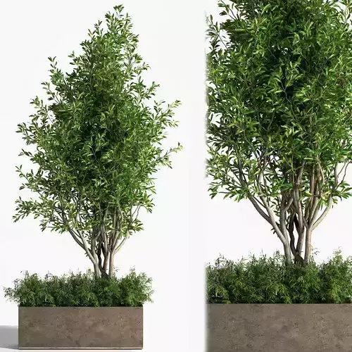 OutdoorPlantstreeinConcreteBox01 olive tree in pot